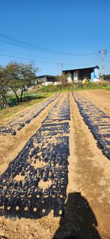 팜모닝 기타작물·영농일지 게시글 이미지