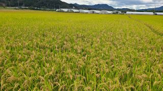 김창수님의 벼 · 영농일지 작성글 사진