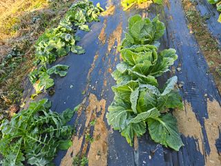 김종협님의 기타작물 · 영농일지 작성글 사진