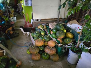 김종협님의 기타작물 · 영농일지 작성글 사진