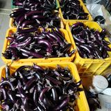 팜모닝 기타작물·영농일지 게시글 이미지