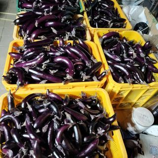 호수지기님의 기타작물 · 영농일지 작성글 사진