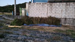 김동명님의 들깨 · 영농일지 작성글 사진