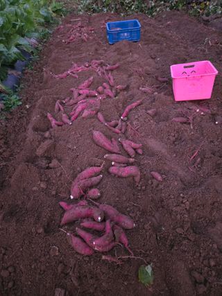 매실21434님의 고구마 · 영농일지 작성글 사진