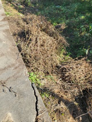 최병우님의 기타작물 · 영농일지 작성글 사진