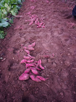 매실21434님의 고구마 · 영농일지 작성글 사진