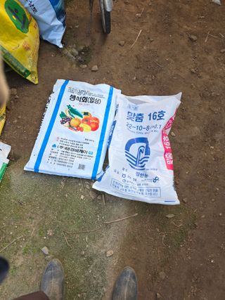 신호진님의 마늘 · 영농일지 작성글 사진