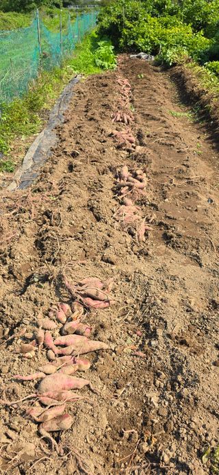 하늘사랑 님의 고구마 · 영농일지 작성글 사진