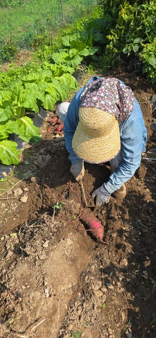 하늘사랑 님의 고구마 · 영농일지 작성글 사진