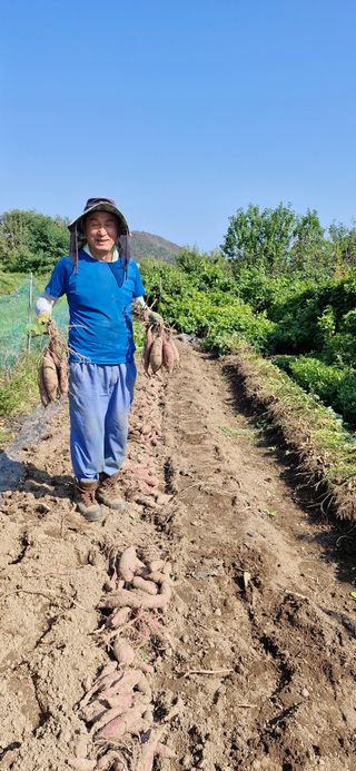 하늘사랑 님의 고구마 · 영농일지 작성글 사진
