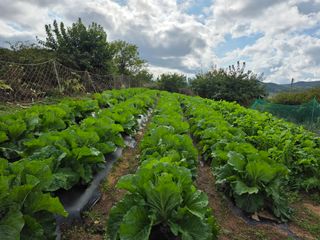 효진농원님의 사과 · 영농일지 작성글 사진