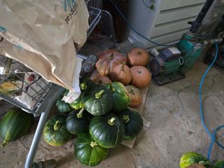 김종협님의 기타작물 · 영농일지 작성글 사진