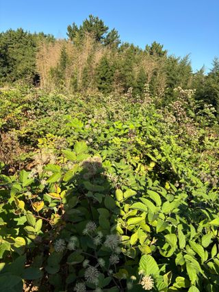 정의진님의 두릅 · 영농일지 작성글 사진