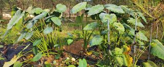 상추22033님의 기타작물 · 영농일지 작성글 사진