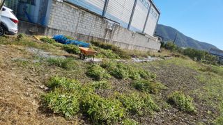 김동명님의 들깨 · 영농일지 작성글 사진