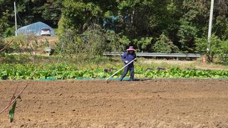 김학수님의 마늘 · 영농일지 작성글 사진