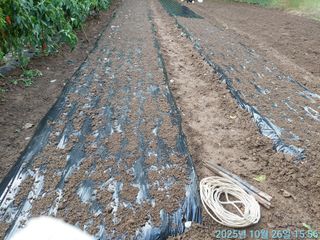 황대헌님의 마늘 · 영농일지 작성글 사진