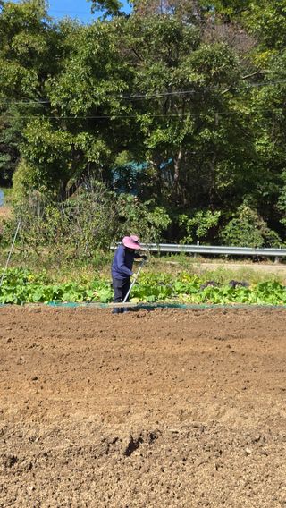 김학수님의 마늘 · 영농일지 작성글 사진