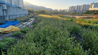 김동명님의 들깨 · 영농일지 작성글 사진