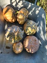 팜모닝 복숭아·영농일지 게시글 이미지