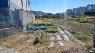 김동명님의 들깨 · 영농일지 작성글 사진