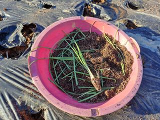 가리온팜 님의 양파 · 영농일지 작성글 사진