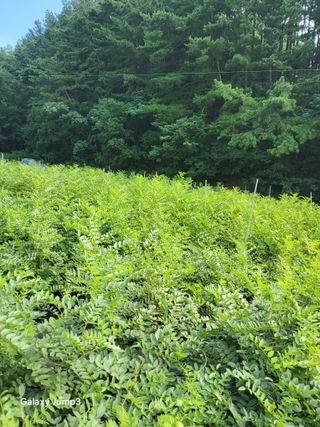 배정준님의 기타작물 · 영농일지 작성글 사진