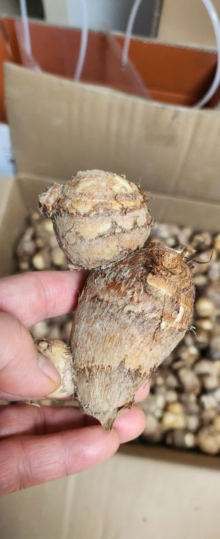 상추22033님의 기타작물 · 영농일지 작성글 사진