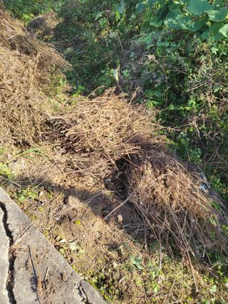 최병우님의 기타작물 · 영농일지 작성글 사진