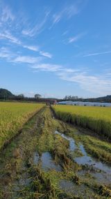 팜모닝 벼·영농일지 게시글 이미지