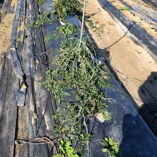 호수지기님의 기타작물 · 영농일지 작성글 사진