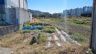 김동명님의 들깨 · 영농일지 작성글 사진