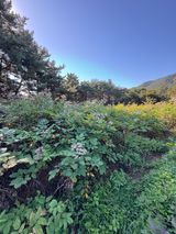 팜모닝 두릅·영농일지 게시글 이미지