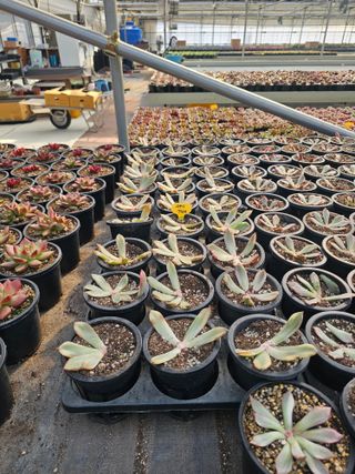 신상섭님의 기타작물 · 영농일지 작성글 사진