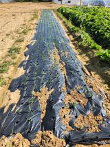 팜모닝 마늘·영농일지 게시글 이미지