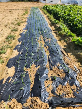 노복우님의 마늘 · 영농일지 작성글 사진