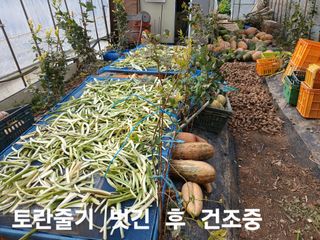 안승호님의 들깨 · 영농일지 작성글 사진