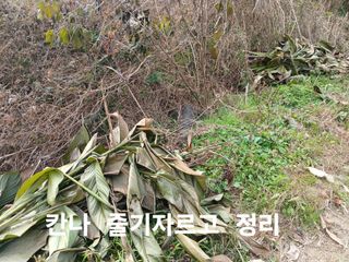 안승호님의 들깨 · 영농일지 작성글 사진