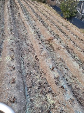 이상욱님의 마늘 · 영농일지 작성글 사진