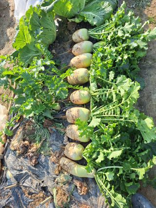 코알라님의 기타작물 · 영농일지 작성글 사진