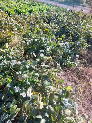 채대균님의 기타작물 · 영농일지 작성글 사진