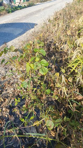 김광신님의 기타작물 · 영농일지 작성글 사진