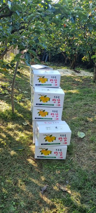 감자16674님의 감 · 영농일지 작성글 사진