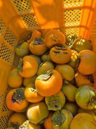 최진일님의 감 · 영농일지 작성글 사진