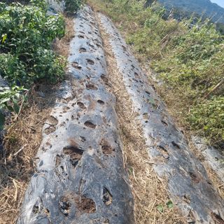 초록하늘별님의 배추 · 영농일지 작성글 사진