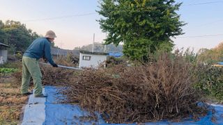 한내님의 들깨 · 영농일지 작성글 사진