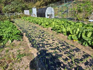 이준영님의 기타작물 · 영농일지 작성글 사진