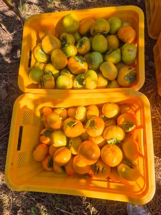 최진일님의 감 · 영농일지 작성글 사진