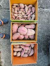 팜모닝 고구마·영농일지 게시글 이미지