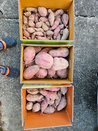 장산님의 고구마 · 영농일지 작성글 사진